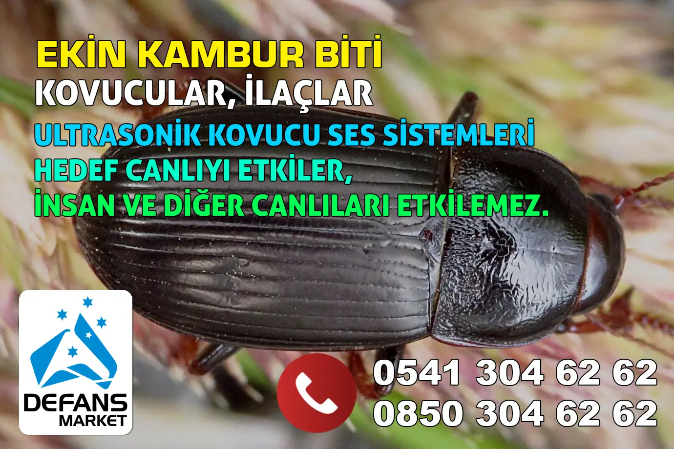 Çorum Ekin Kambur Biti Kovucu