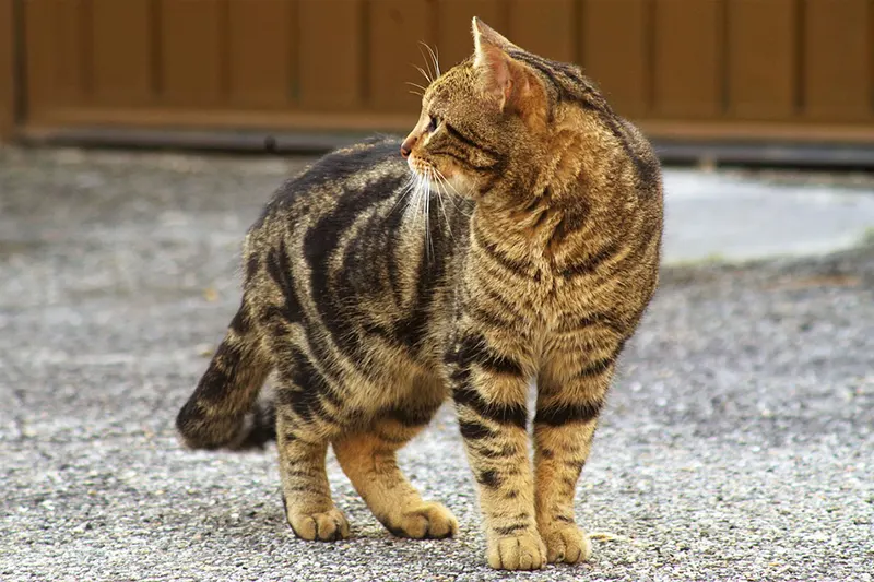 Kedi Kovucular