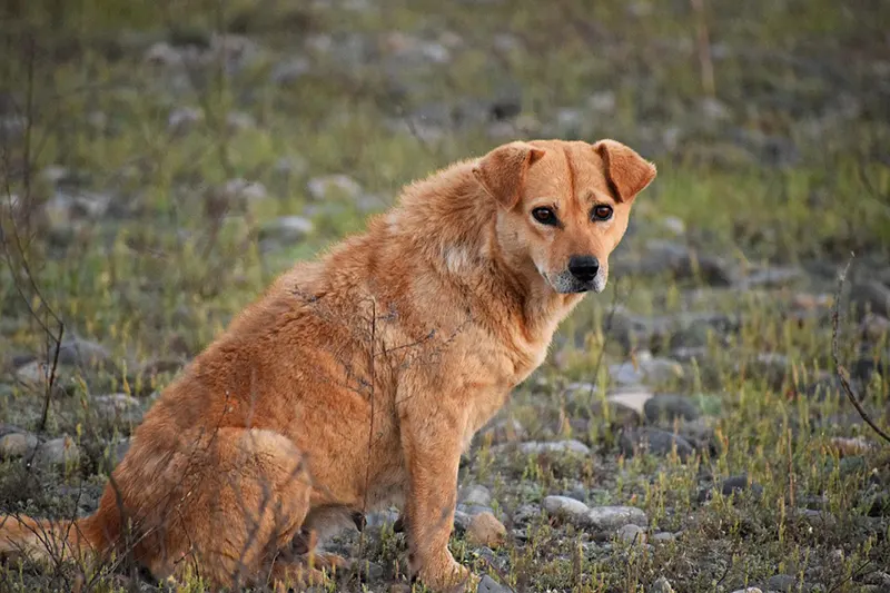 Köpek Kovucular